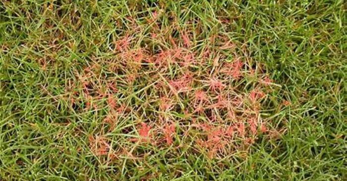 red thread disease - lawn care cincinnati