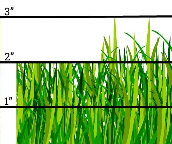 one-third rule - how often should you mow your lawn