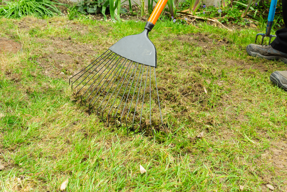 removing thatch from lawn with rake to prevent moss