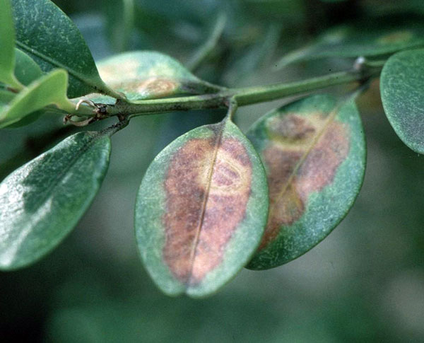 identify a boxwood leafminer infestation