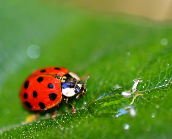 ladybugs prevent boxwood leafminers