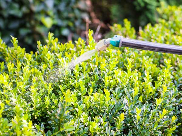 spraying insecticide to kill boxwood leafminers