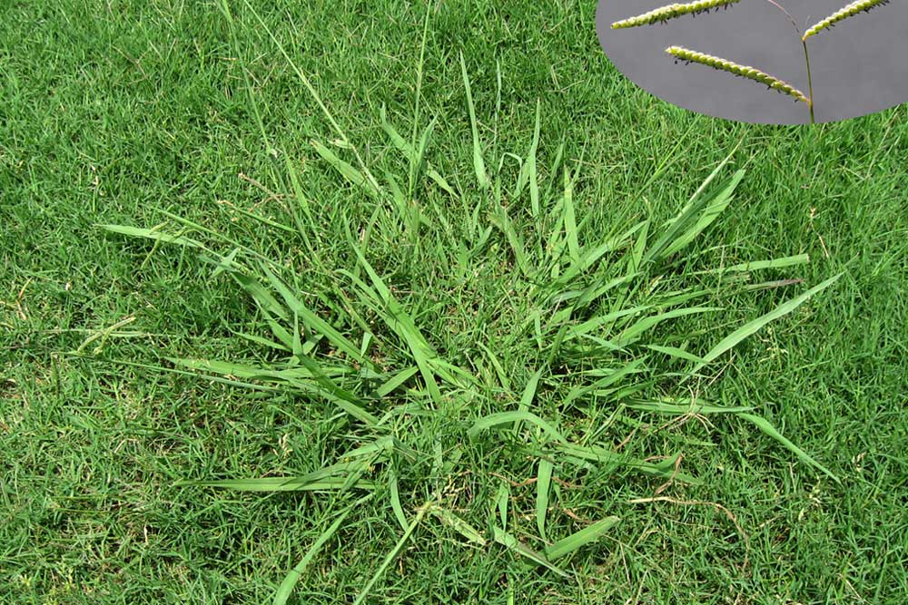 what does dallisgrass look like