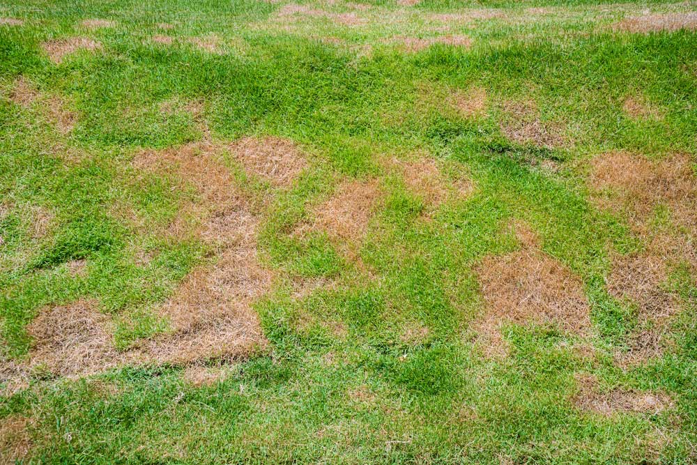 lawn fungus damage cincinnati