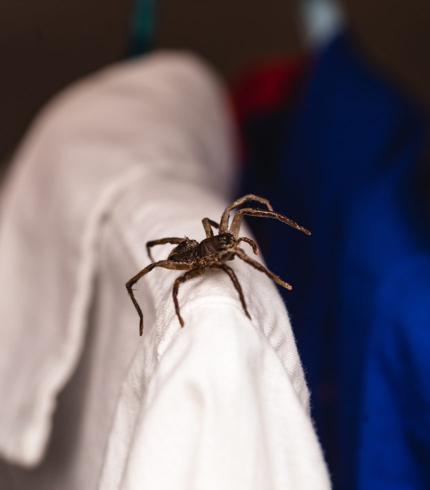 spider on clothes - perimeter pest control program cincinnati