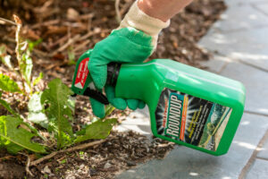 how long does it take for weed killer to work - roundup