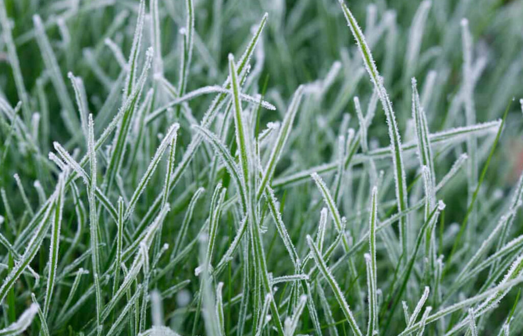 what temperate is too cold to fertilize lawns - frost on grass